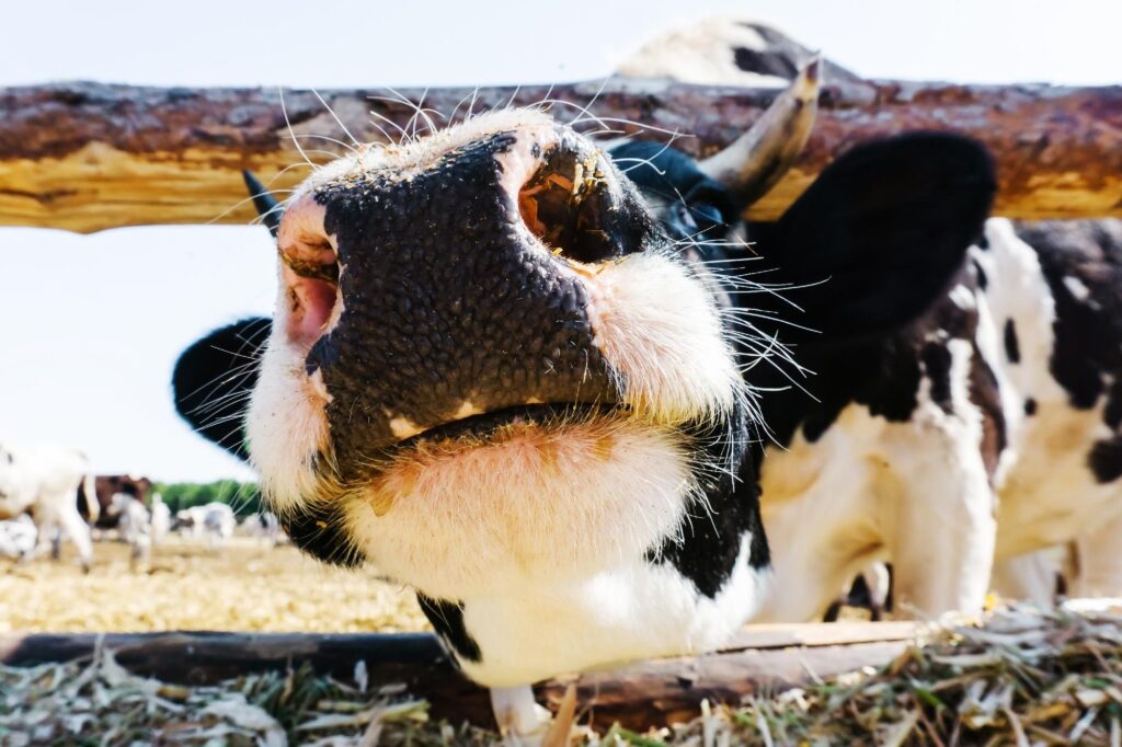 How to Import Animal Feed Additives into Europe