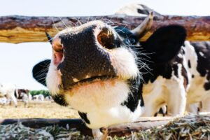 How to Import Animal Feed Additives into Europe
