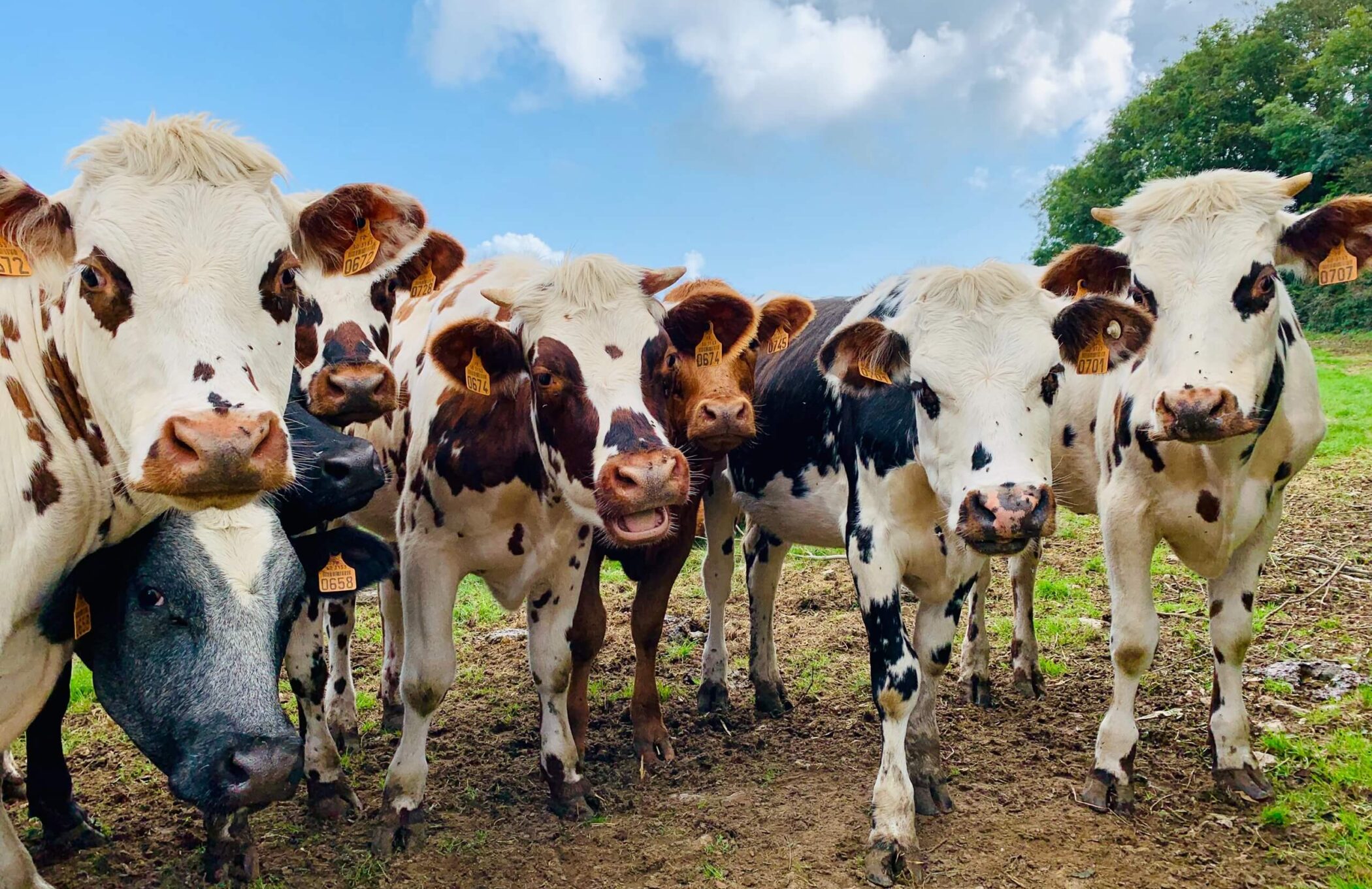 How to Import Animal Feed Additives into Europe