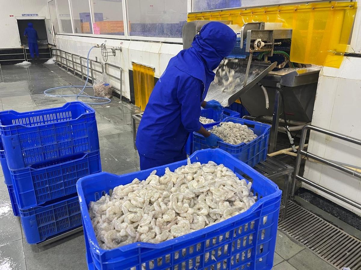 Seafood Export Quality Standards for the European Market
