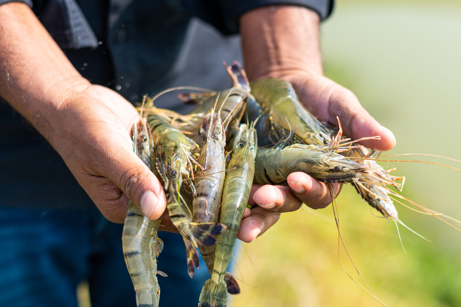 Seafood Export Quality Standards for the European Market