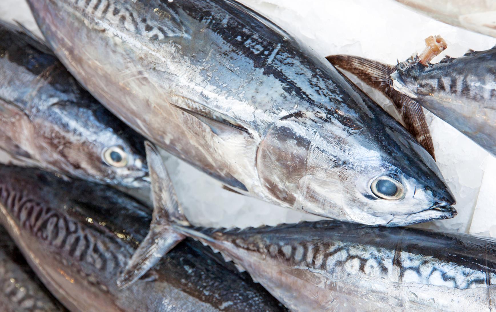 Seafood Export Quality Standards for the European Market