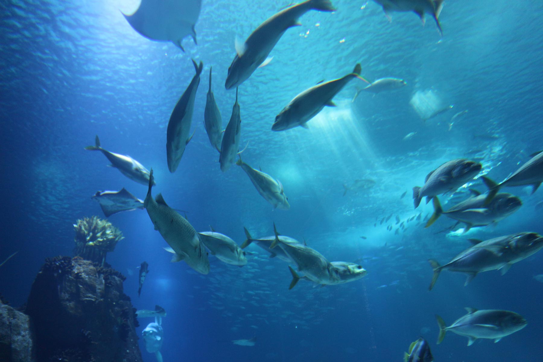What European Feed Buyers Look for in Squid Liver Powder Suppliers