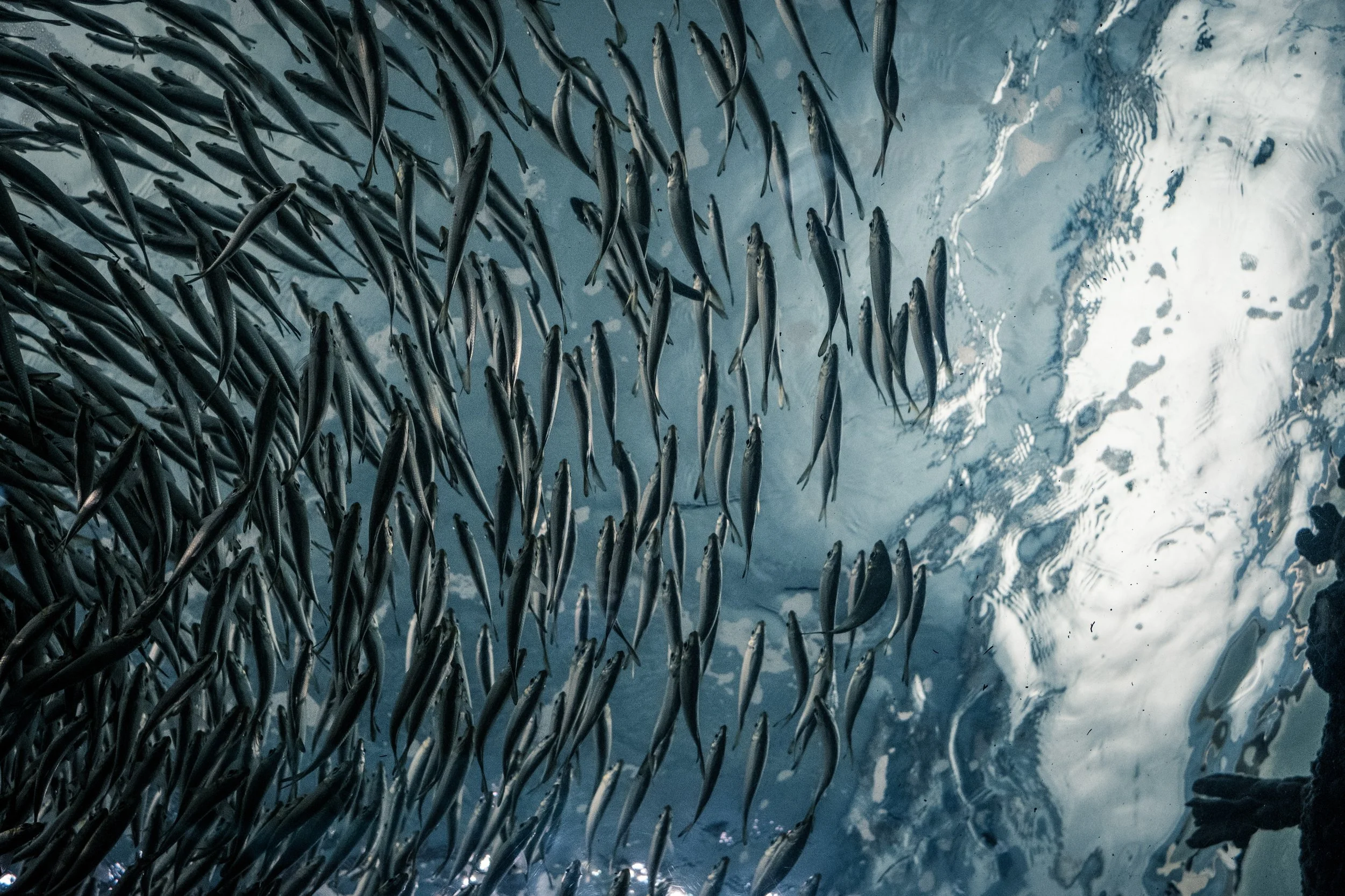 What European Feed Buyers Look for in Squid Liver Powder Suppliers