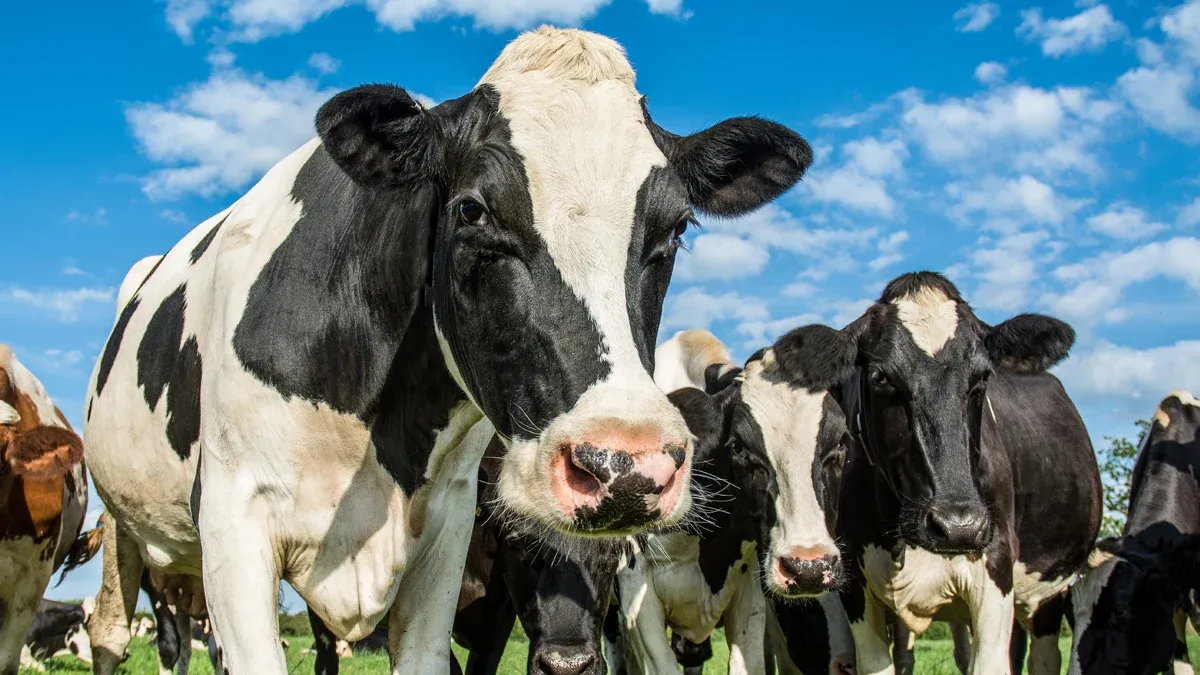 Buy Feed Fat Powder for Livestock and Poultry
