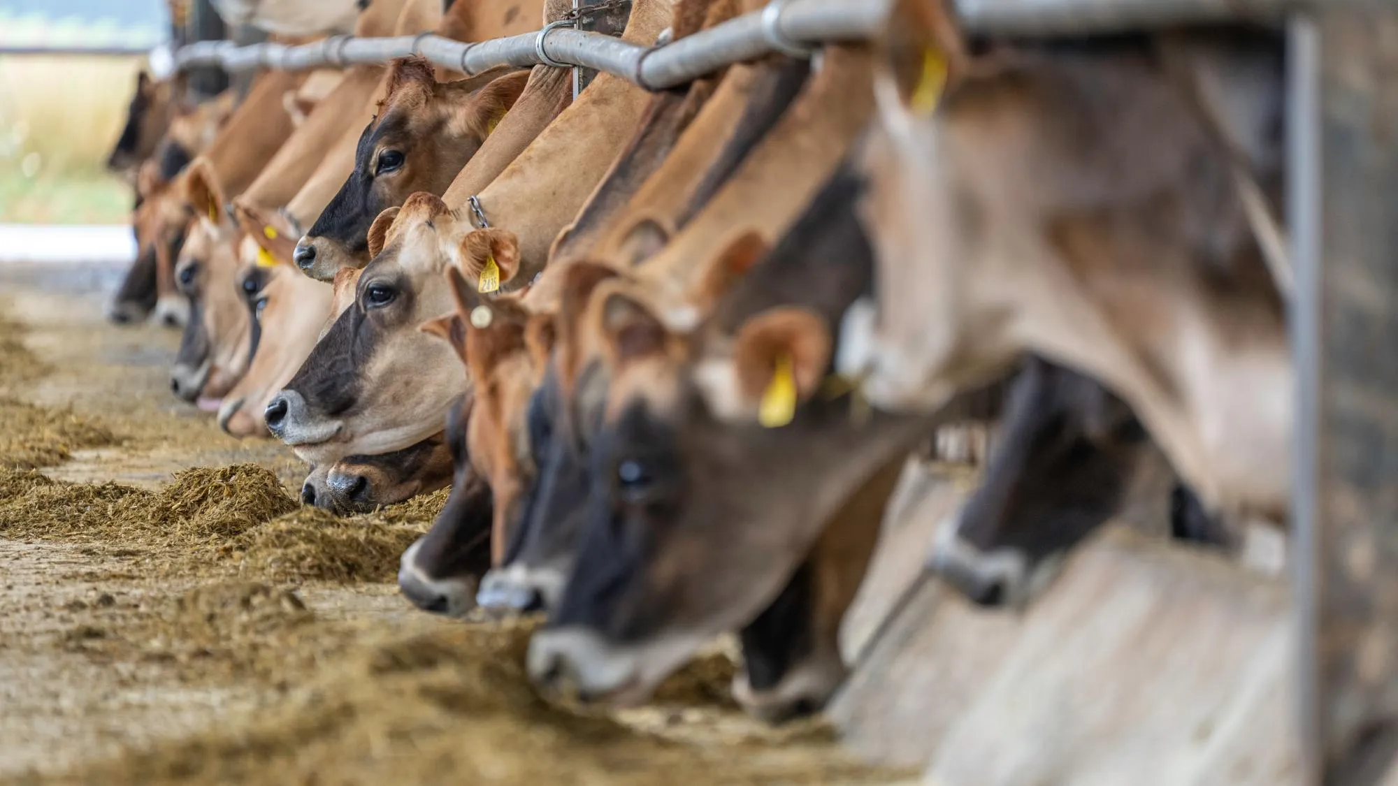 Buy Feed Fat Powder for Livestock and Poultry
