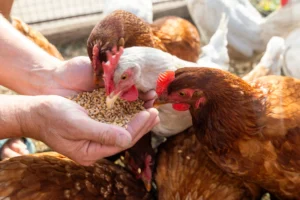 Buy Feed Vitamins for Livestock and Poultry