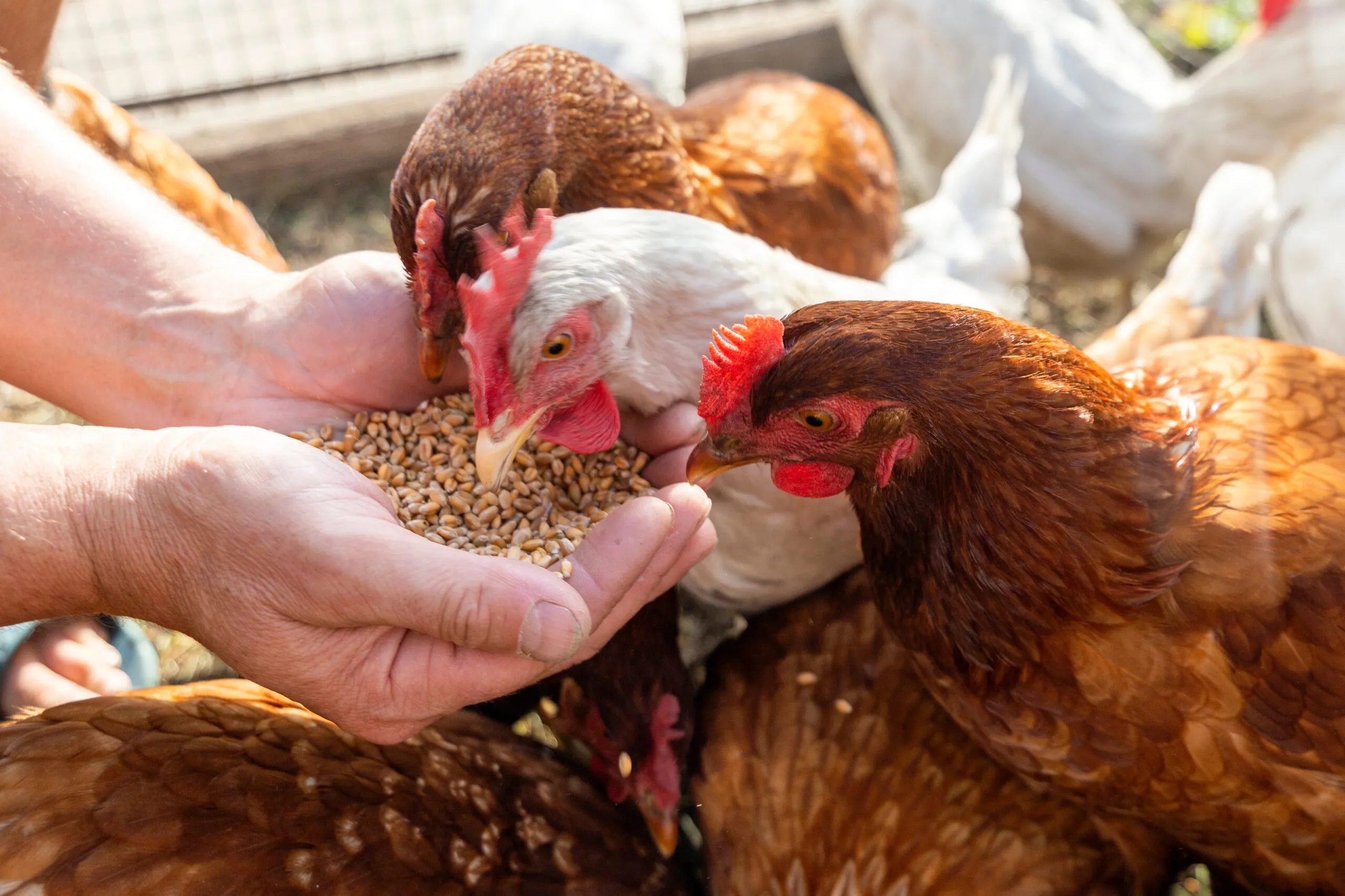 Buy Feed Vitamins for Livestock and Poultry