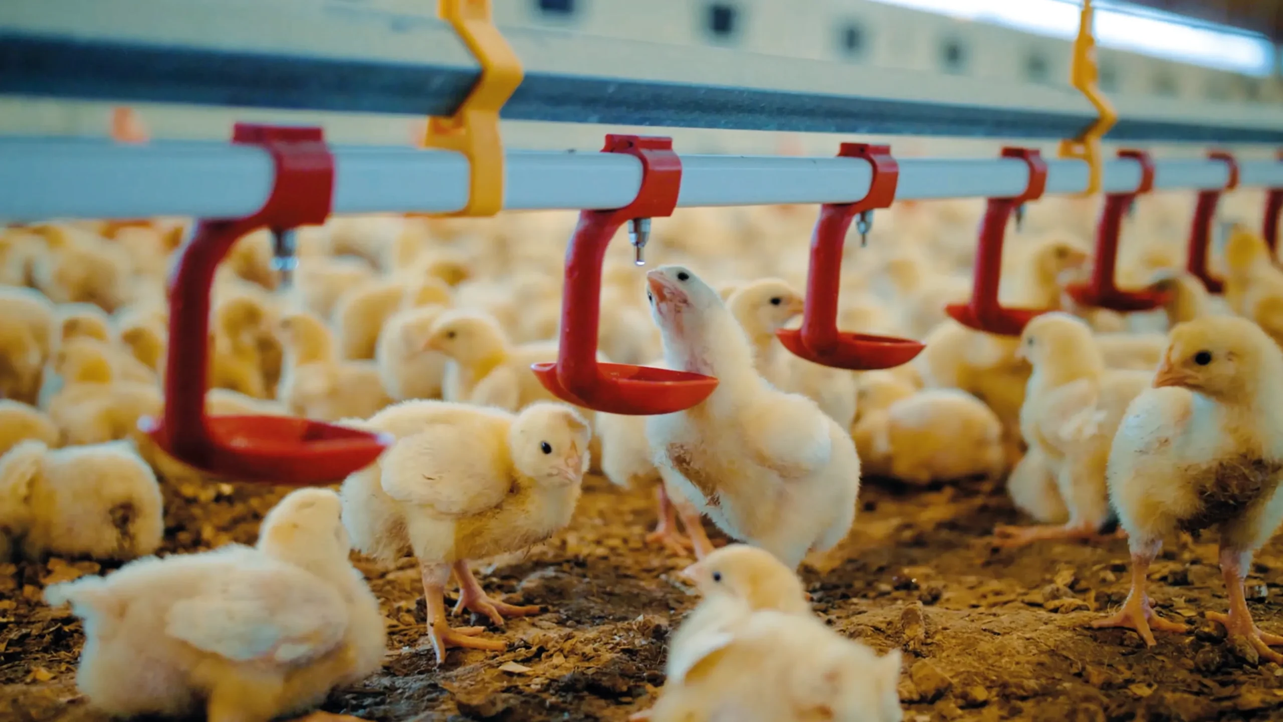 Buy Feed Vitamins for Livestock and Poultry