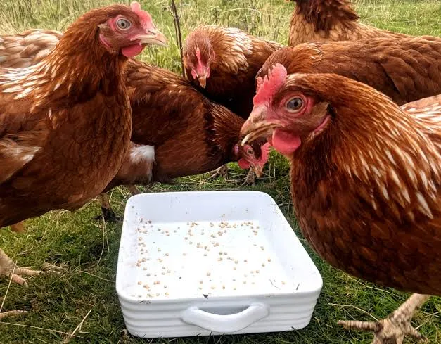 Buy Feed Vitamins for Livestock and Poultry