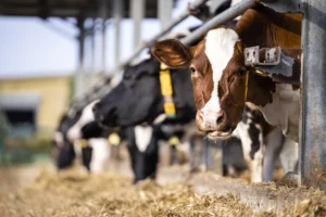 Buy L-Threonine for Livestock and Poultry Feed