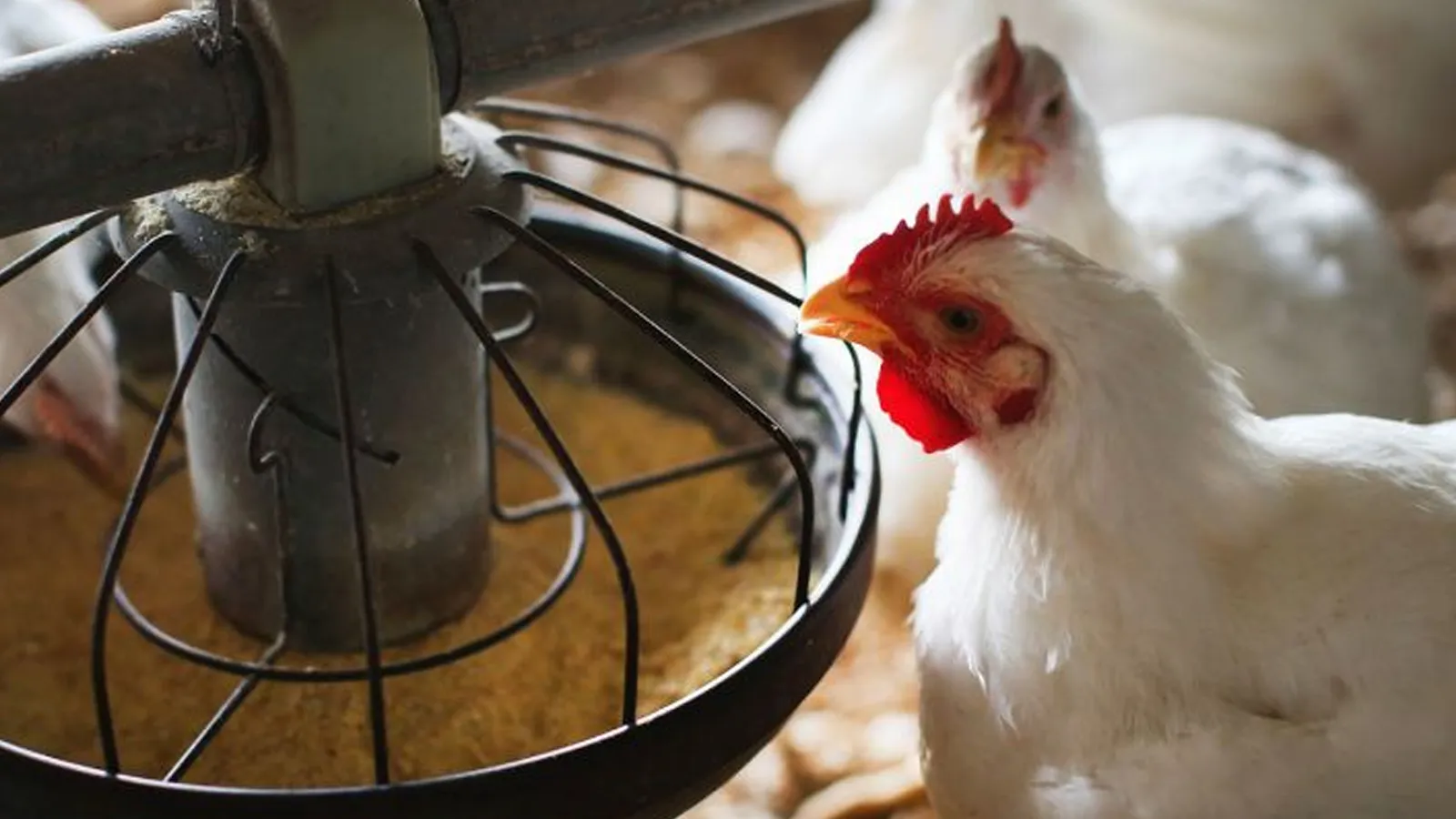 Essential Vitamins for Poultry Growth