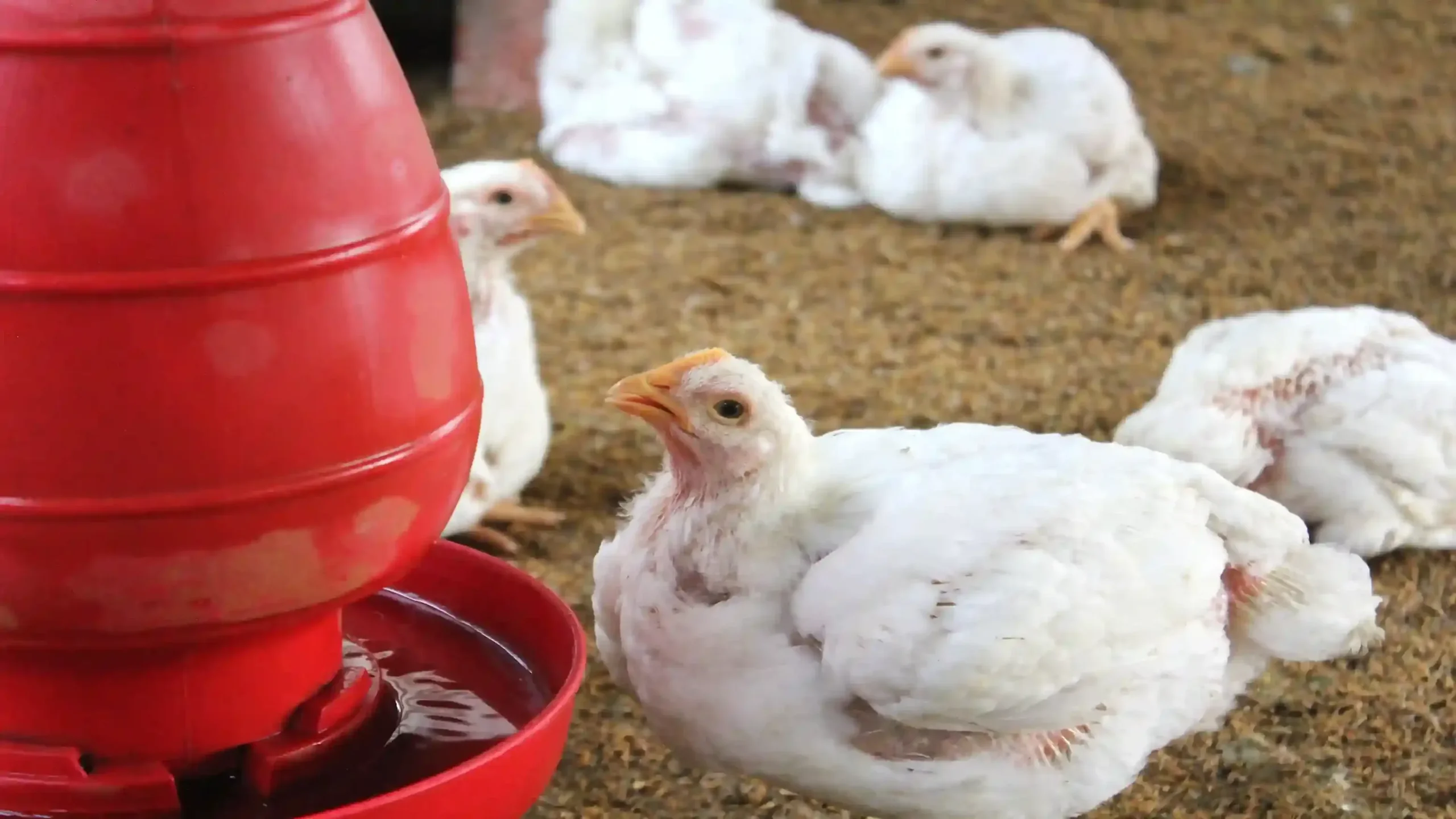 Essential Vitamins for Poultry Growth