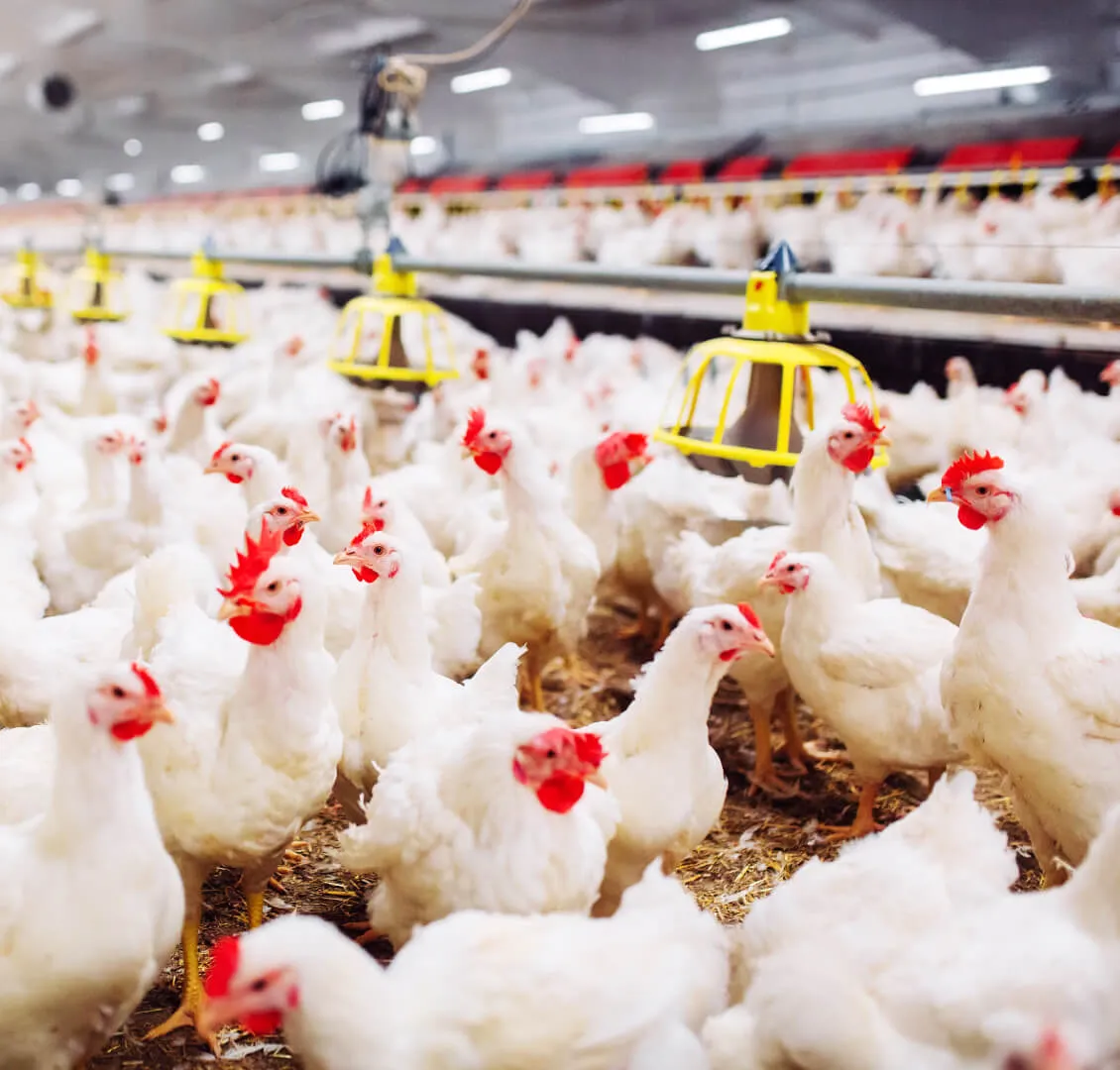 Fat Powder Essential in Poultry Diets