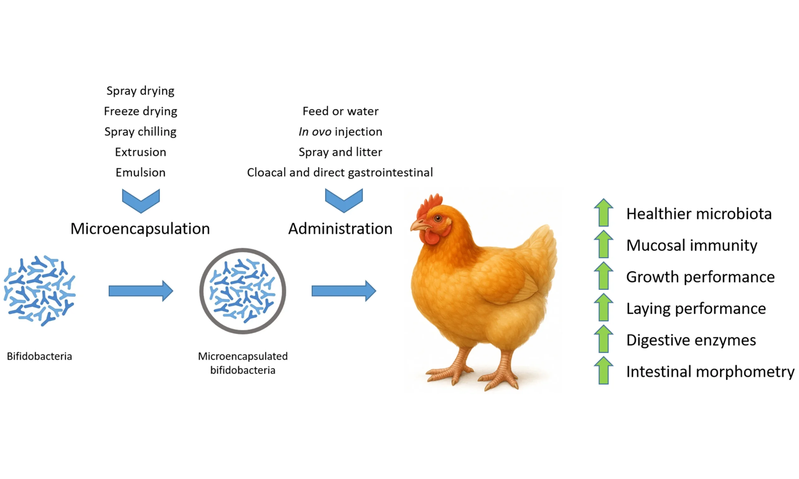 Fat Powder Essential in Poultry Diets
