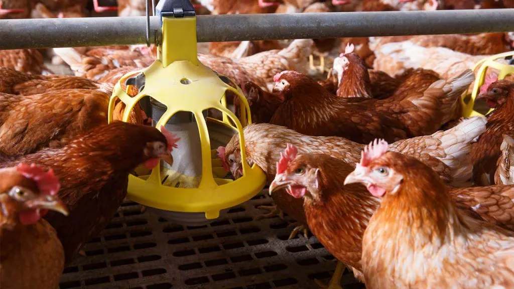 Right Fat Powder for Poultry Diets