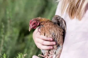 Signs of Vitamin Deficiency in Poultry