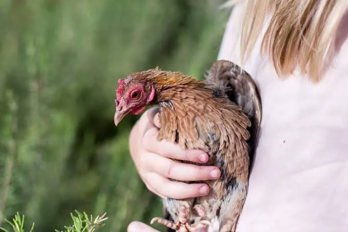 Signs of Vitamin Deficiency in Poultry