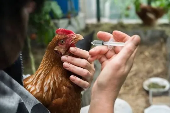 Signs of Vitamin Deficiency in Poultry

