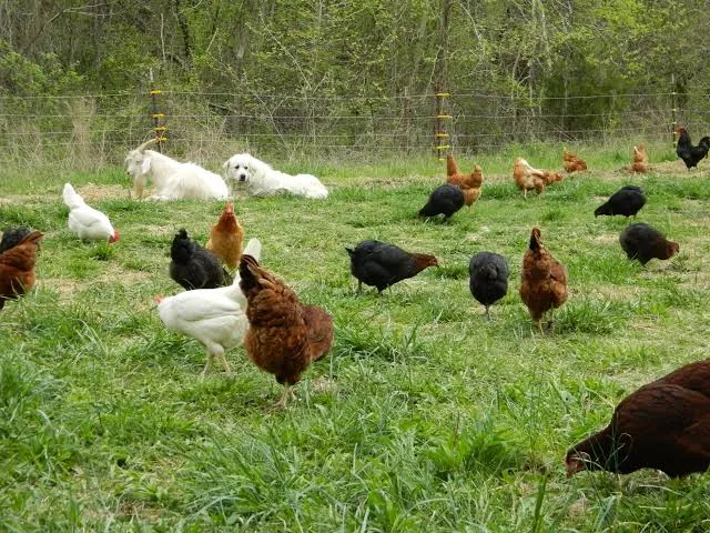 Signs of Vitamin Deficiency in Poultry
