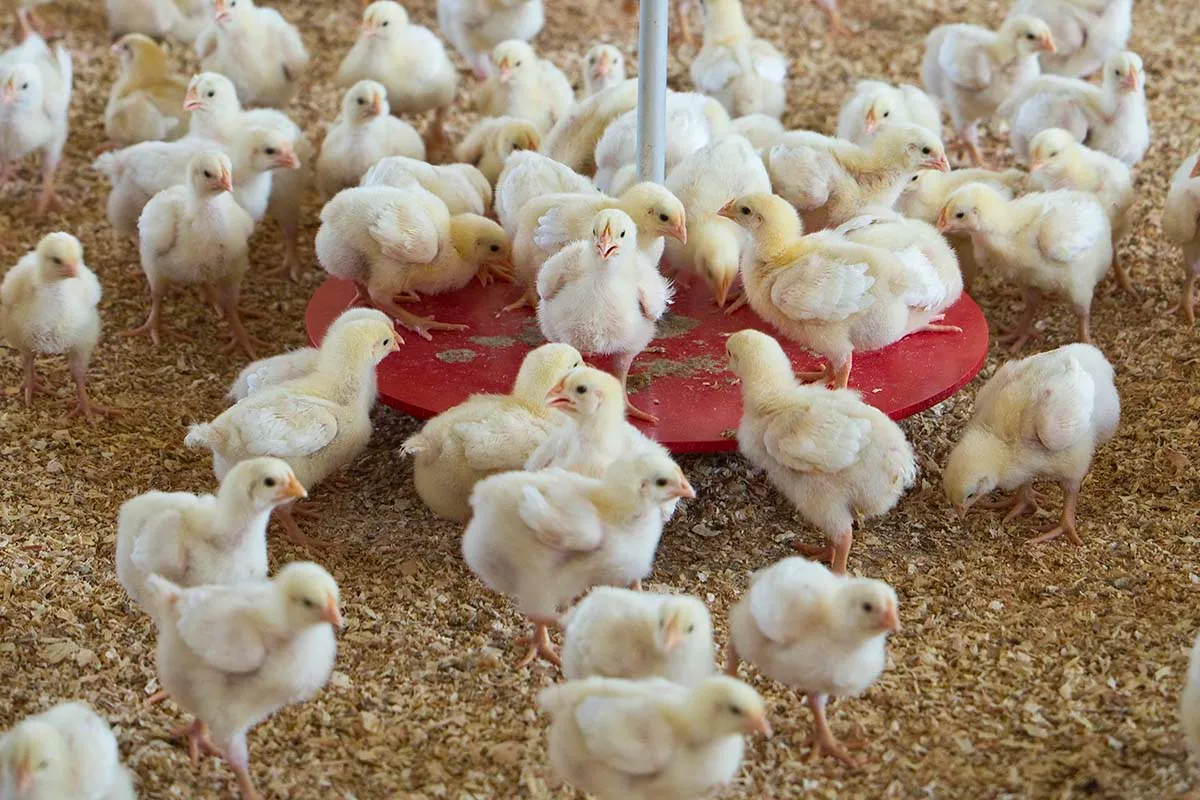 Threonine Deficiency in Poultry