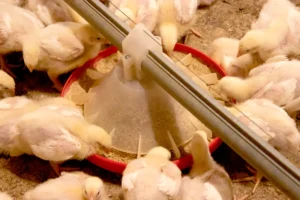Threonine Requirement of Poultry Determined