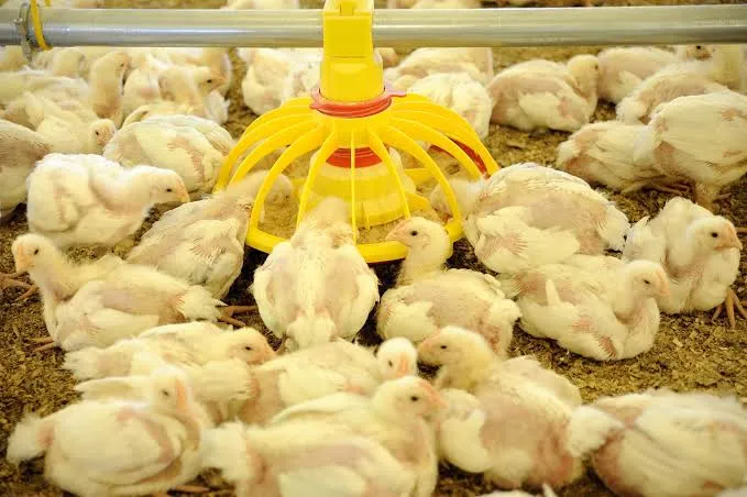 Threonine Requirement of Poultry Determined