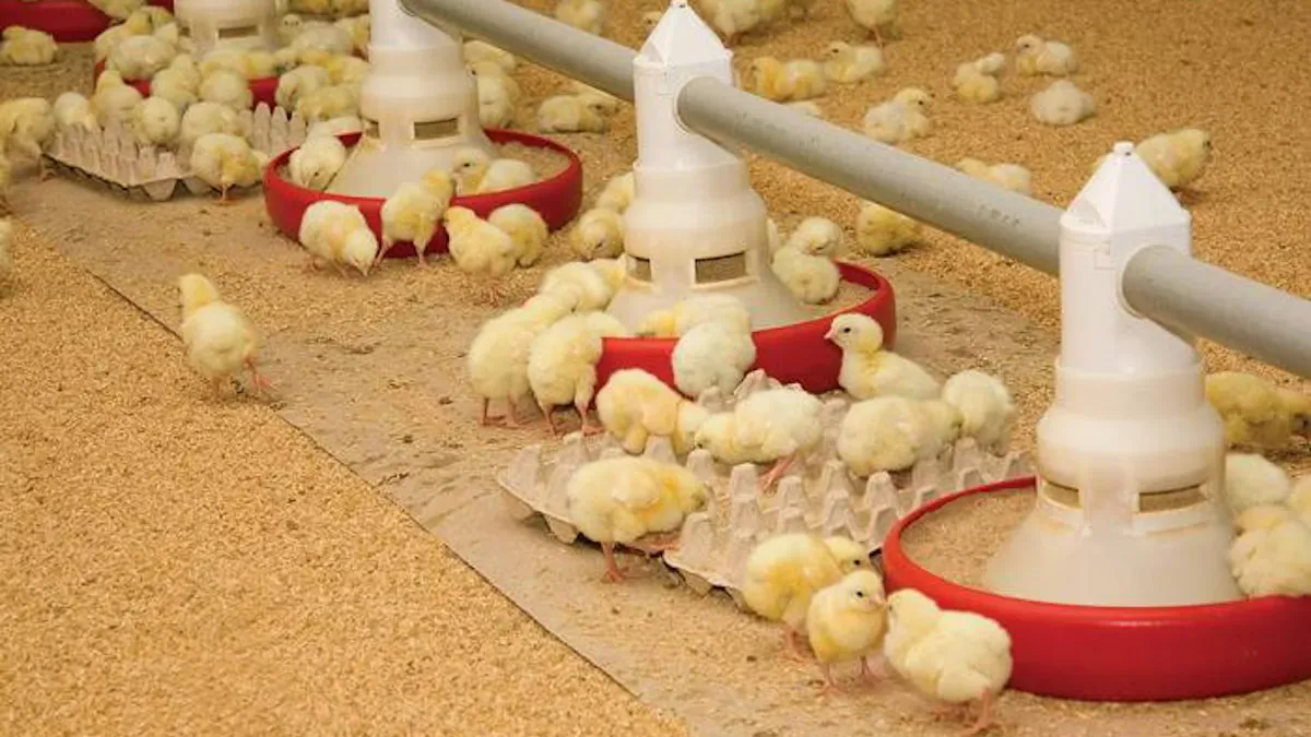 Threonine Requirement of Poultry Determined