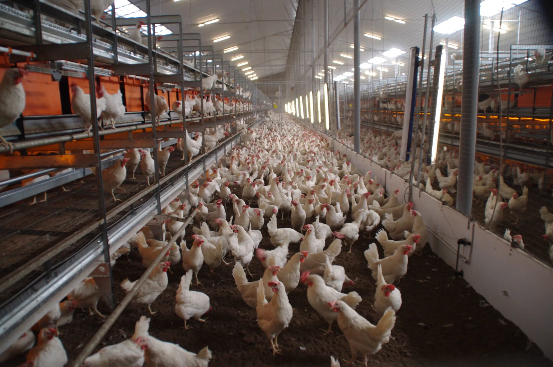 Use Fat Powder in Broiler and Layer Diets