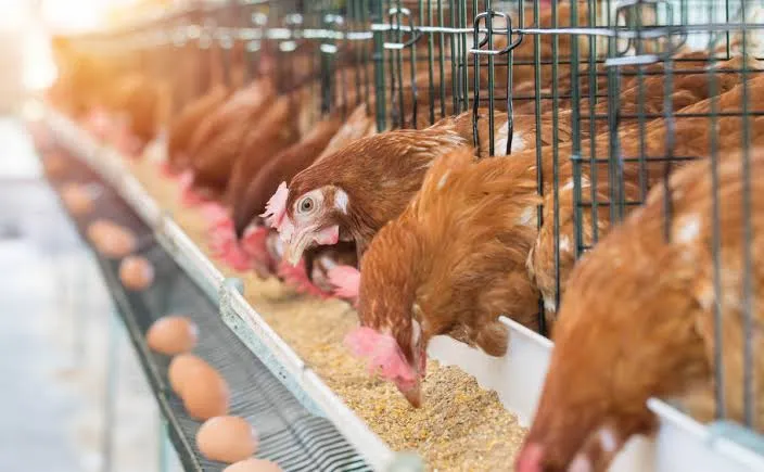 right-fat-powder-for-poultry-diets